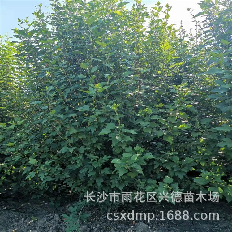 Оптовая цена на кустарник гибискус Хунань, одиночный посадочный материал гибискуса, скидка при оптовой закупке