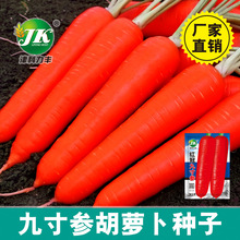 红冠九寸参胡萝卜种子三红秋季种植橘红色胡萝卜种籽蔬菜种子批发