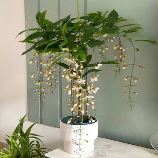 ���z�������Ԏ������Ϙ��҃�ֲ���̨�҃ȴ����L܇�׻�Gֲ�ﻨ��