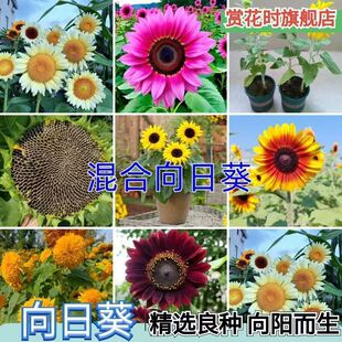 ���տ��N�ݻ��N���Ӱ��ļ����N�_���ߗU�^�p����ͥԺʳ�ÿ����N��