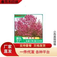 广玉兰树苗 红玉兰 紫玉兰 白玉兰 黄玉兰苗嫁接玉兰绿化苗木树种