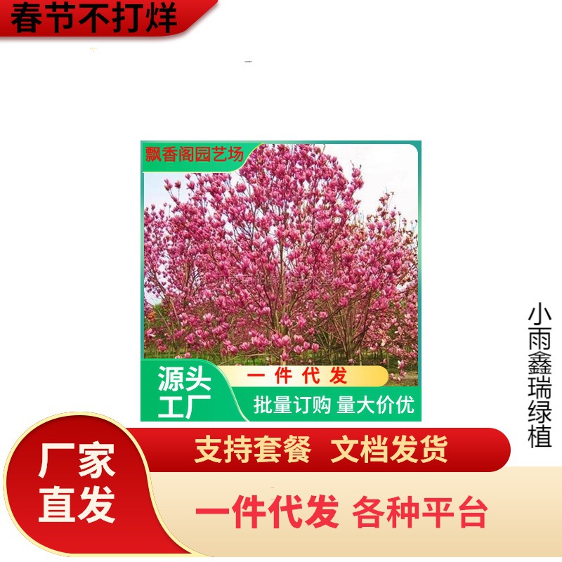 广玉兰树苗 红玉兰 紫玉兰 白玉兰 黄玉兰苗嫁接玉兰绿化苗木树种