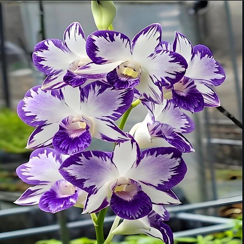 新款石斛不带花苞大花浓香基地清仓直发1洋兰花卉盆栽