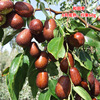 Jujube live seedlings grafted jujube fruit tree seedlings Potted in the south of the south and south of the north.