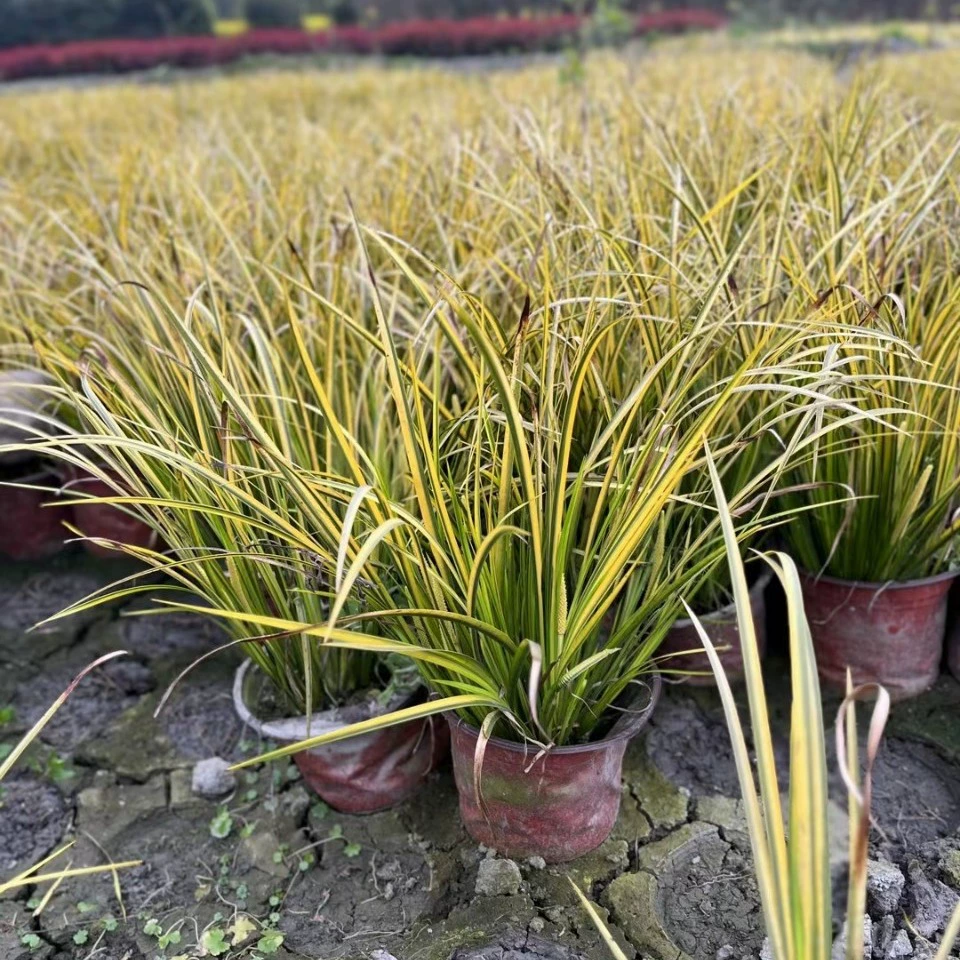 Золотой лист Acorus аирус желтый Acorus аирус саженцы растения оптом Двор Пейзаж