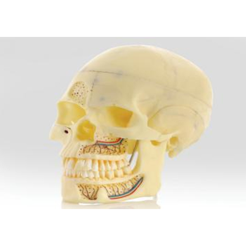 Modelo de simulación dental simple de modelo de práctica de enseñanza oral tipo reposacabezas modelo de cabeza simple de sujeción de mesa modelo de simulación de cabeza image 10