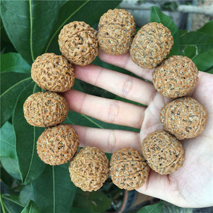 ӡ����������ԭ���ִ����S�tƤ����6��7��8�˰���Ů������ؼt