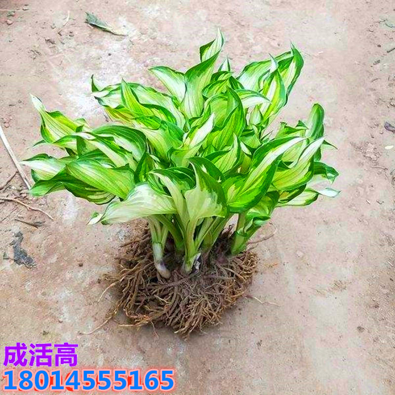 批发白花玉簪花苗 金边花叶青叶玉簪小苗庭院盆栽南北方种植耐寒