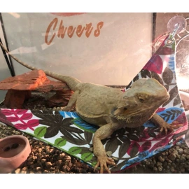 其他小宠用品;其他小宠;兔子