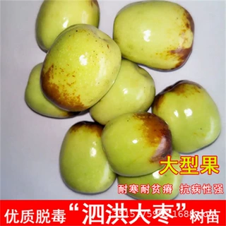 苹果枣树特大霸王枣树苗泗洪大枣脆甜盆栽庭院地栽果树苗当年结果