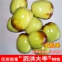 庭院特大盆栽地栽枣树苗