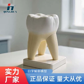 数理教学器材;教学演示用品;生物教学器材