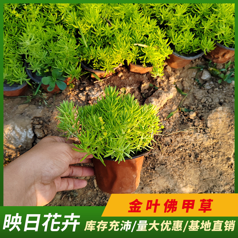 金叶佛甲草盆栽  黄金条盆栽苗青州市基地屋顶绿化植物耐寒旱植物