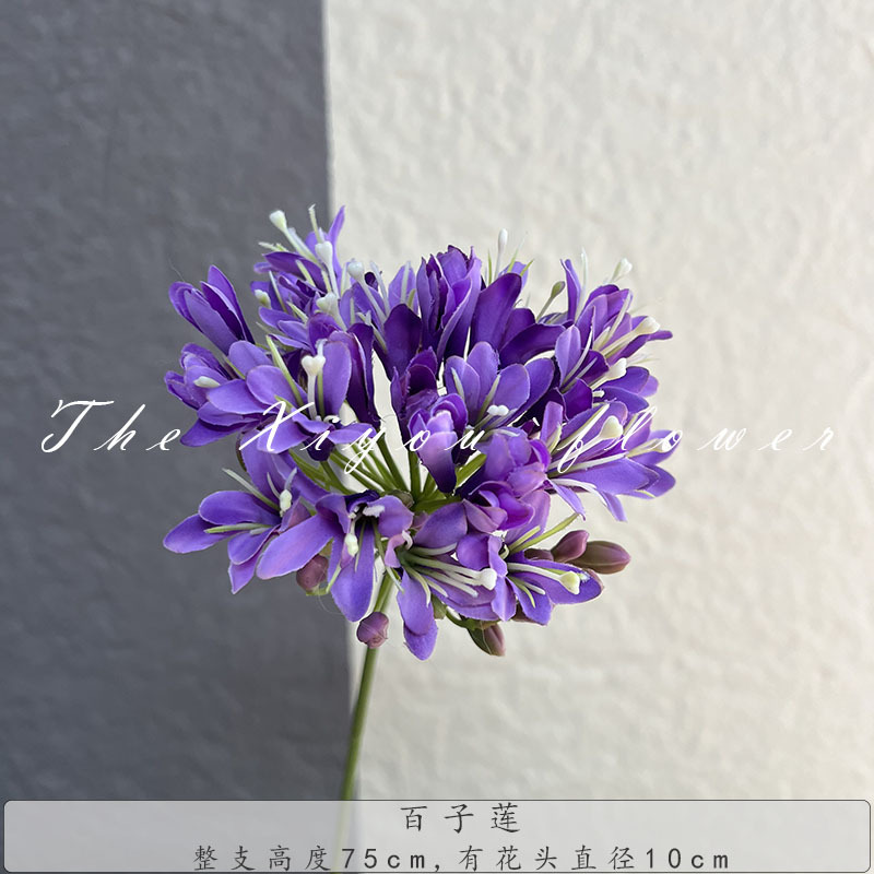 아가판투스-라이트 퍼플