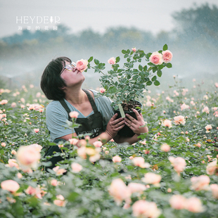 Heidi's Garden Rose Flower Seedlings Zhenzhou Upright Cut Flower Rose Heat-Resistant Strong Fruity Fragrance Balcony Flower Potted Plant