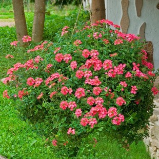 Imported Beautiful Cherry Seeds, Easy to Grow Indoor Flower Seeds in Spring, Balcony Potted Plants, Autumn Sowing Courtyard Flower Seeds