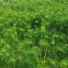 ˮ��ֲ�� ��ɯ�� ���~ɯ�� ���ش��� ����� ���~�� �ӵ����@�G��