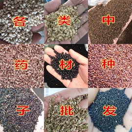 种子;种球;盆栽