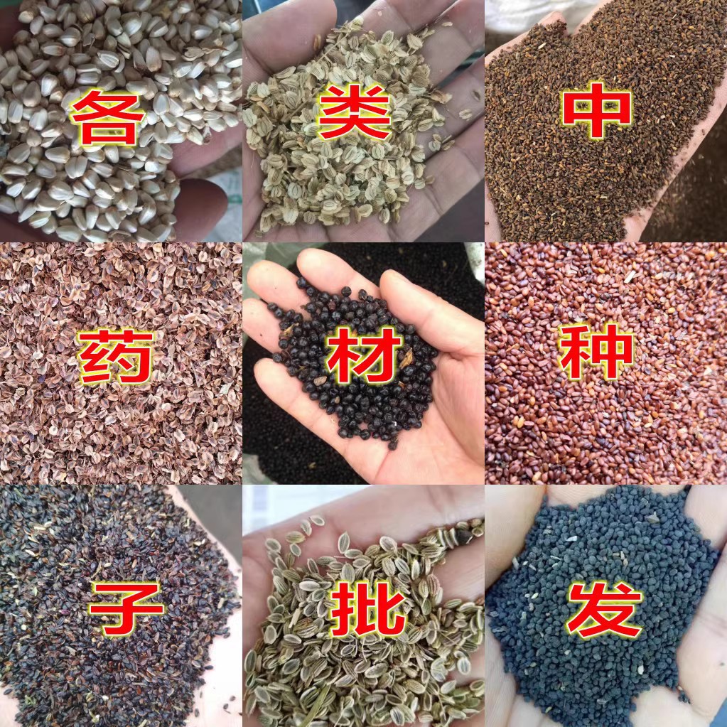 （一件代发）中草药种子 板蓝根 人参党参当归金银花枸杞五味子种