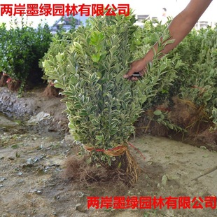 Golden Edge Holly Seedlings, Golden Edge Boxwood Seedlings, Golden Edge Holly, Holly Seedlings, Greening Seedlings, Wholesale Hedge Boxwood Seedlings