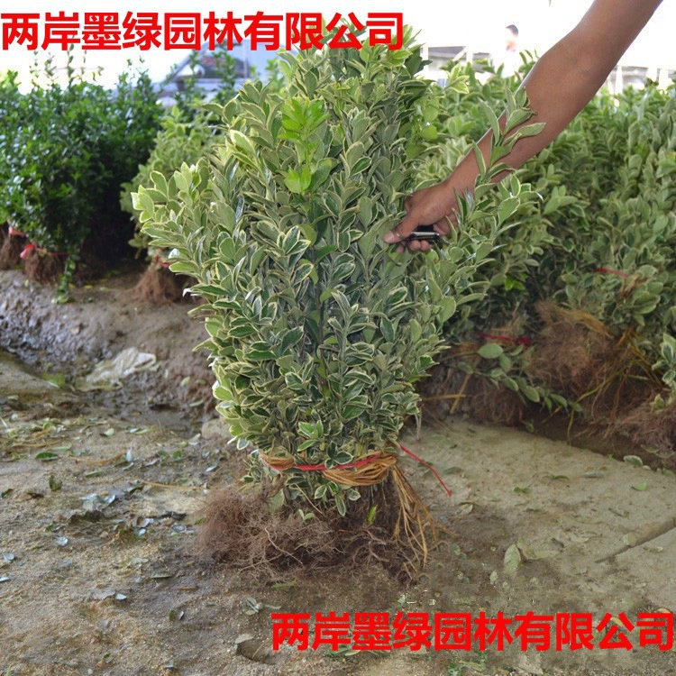 Саженцы остролистной хвойной с золотым краем, саженцы самшита с золотым краем, остролистная хвойная с золотым краем, саженцы хвойной, саженцы для зеленения, оптовые саженцы самшита для живой изгороди