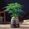 Bamboo potted plant office office office hydroponic living room lazy small green plant flower big full bonsai four seasons evergreen