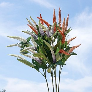 ��֦5��7�l��β�� ���滨�ٻ� �Ҿ��b[����c�zӰ�bٻ�