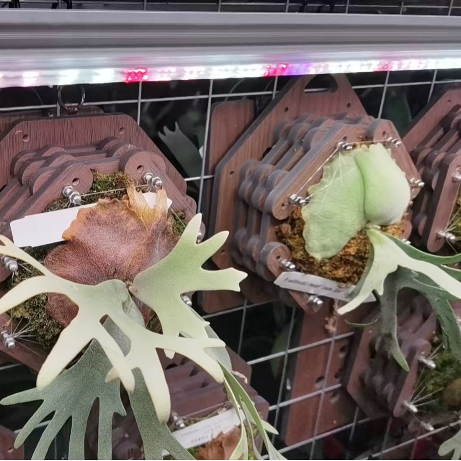 Luz de crecimiento de plantas de espectro completo orquídea orquídea fresa valor térmico flor interior LED planta suculenta luz suplementaria