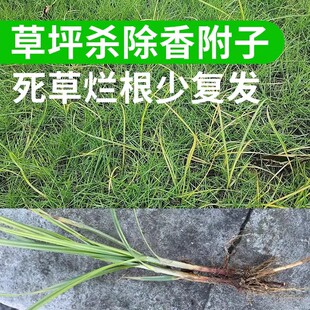 �㸽�Ӳ�ƺ�s�ݳ��݄��ܳ��㸽��ˮ�������ɯ�ݮ���ɯ��ţë��