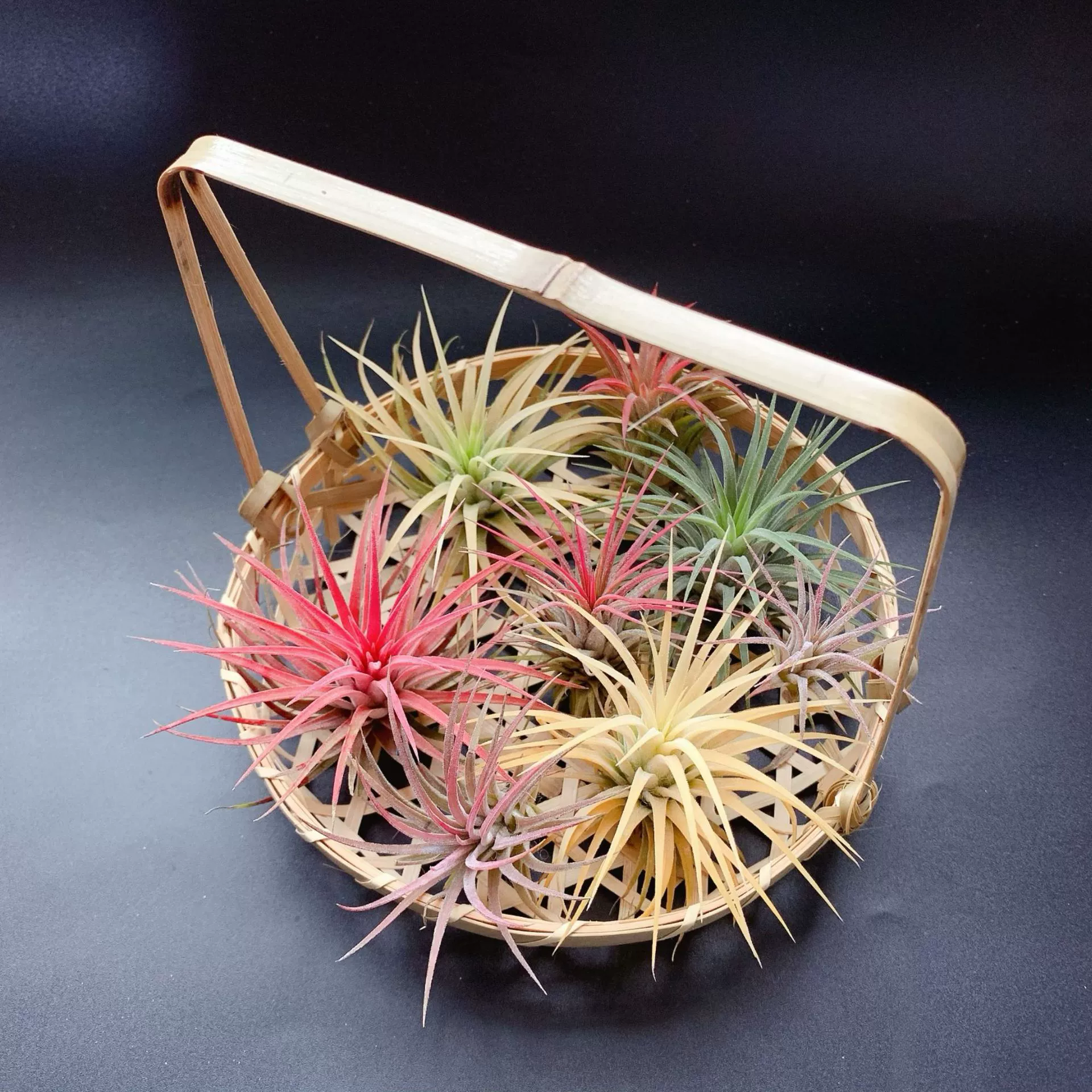 Производители напрямую поставляют базу для доставки воздуха ананас без почвы