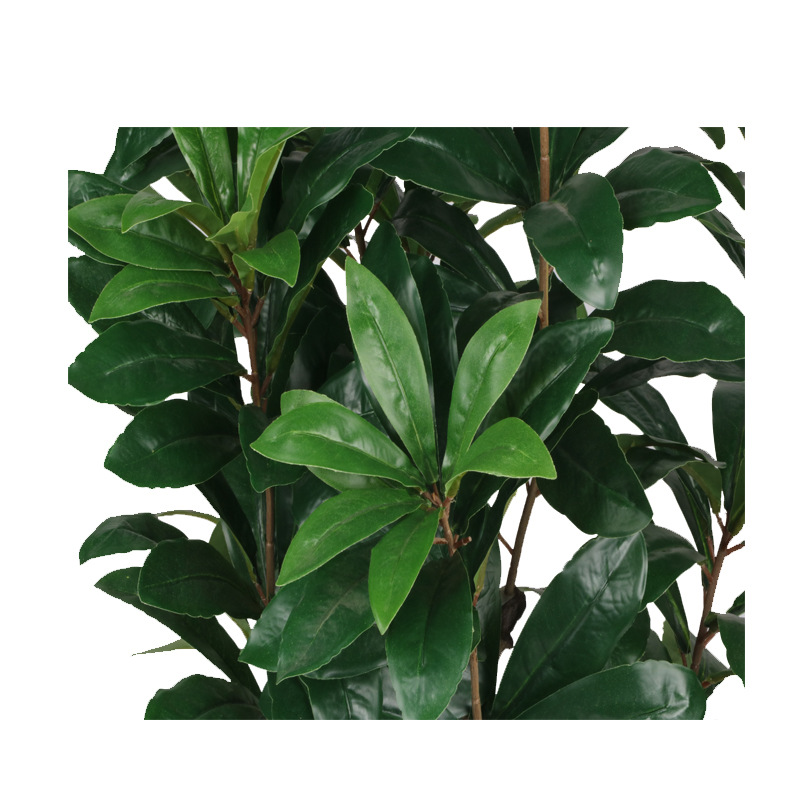 XRS-067 7#杨梅叶7#盆栽0 (6).jpg