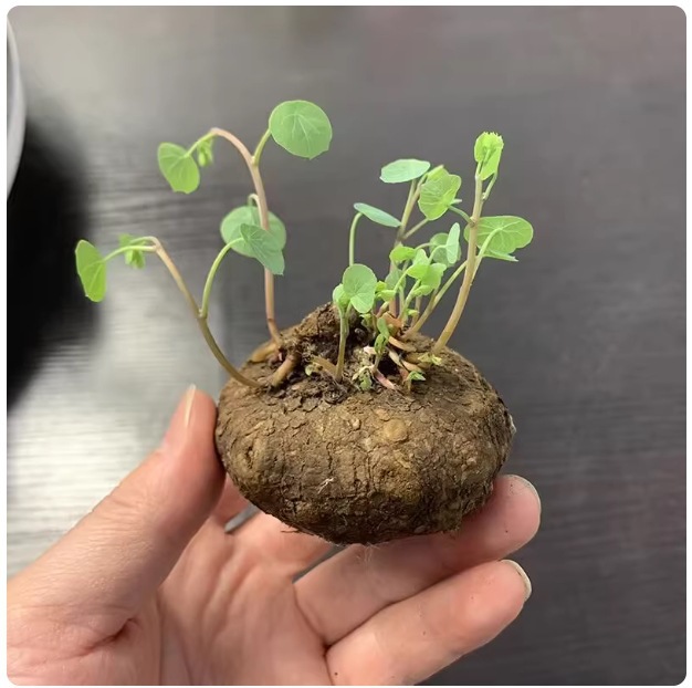 山乌龟金不换爬藤植物种球红藤圆叶盆栽室内阳台桌面观叶绿植四季