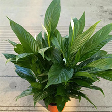 130#ưһL혰Q󻨻҃ȿ͏dkҾGֲ