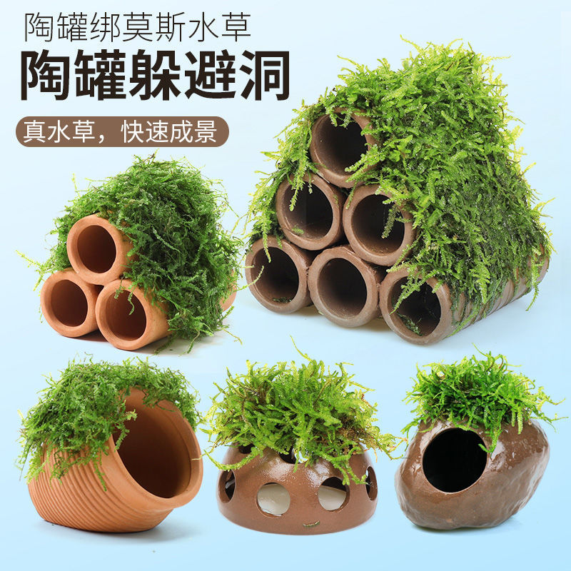 鱼缸莫斯水草造景懒人真植物鱼虾躲避罐虾屋小摆件小鱼繁殖躲避屋