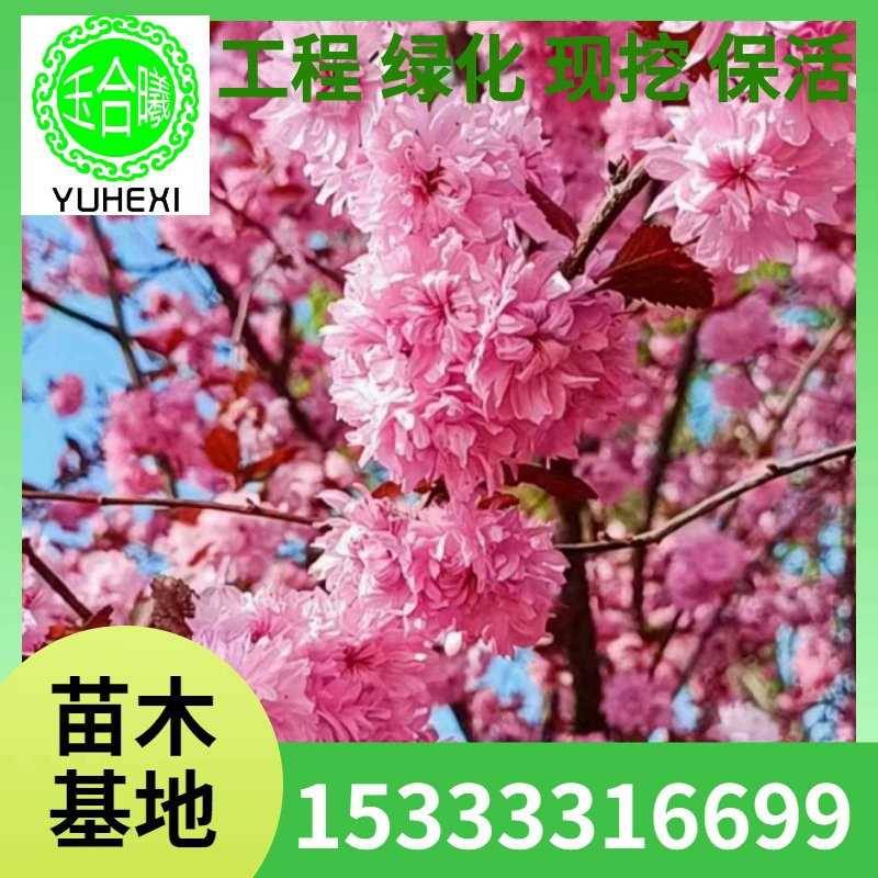 Prunus serrulata, большие кластеры, один стебель, 30-250cm городских и сельских автомагистралей, общественные парки, зеленые насаждения