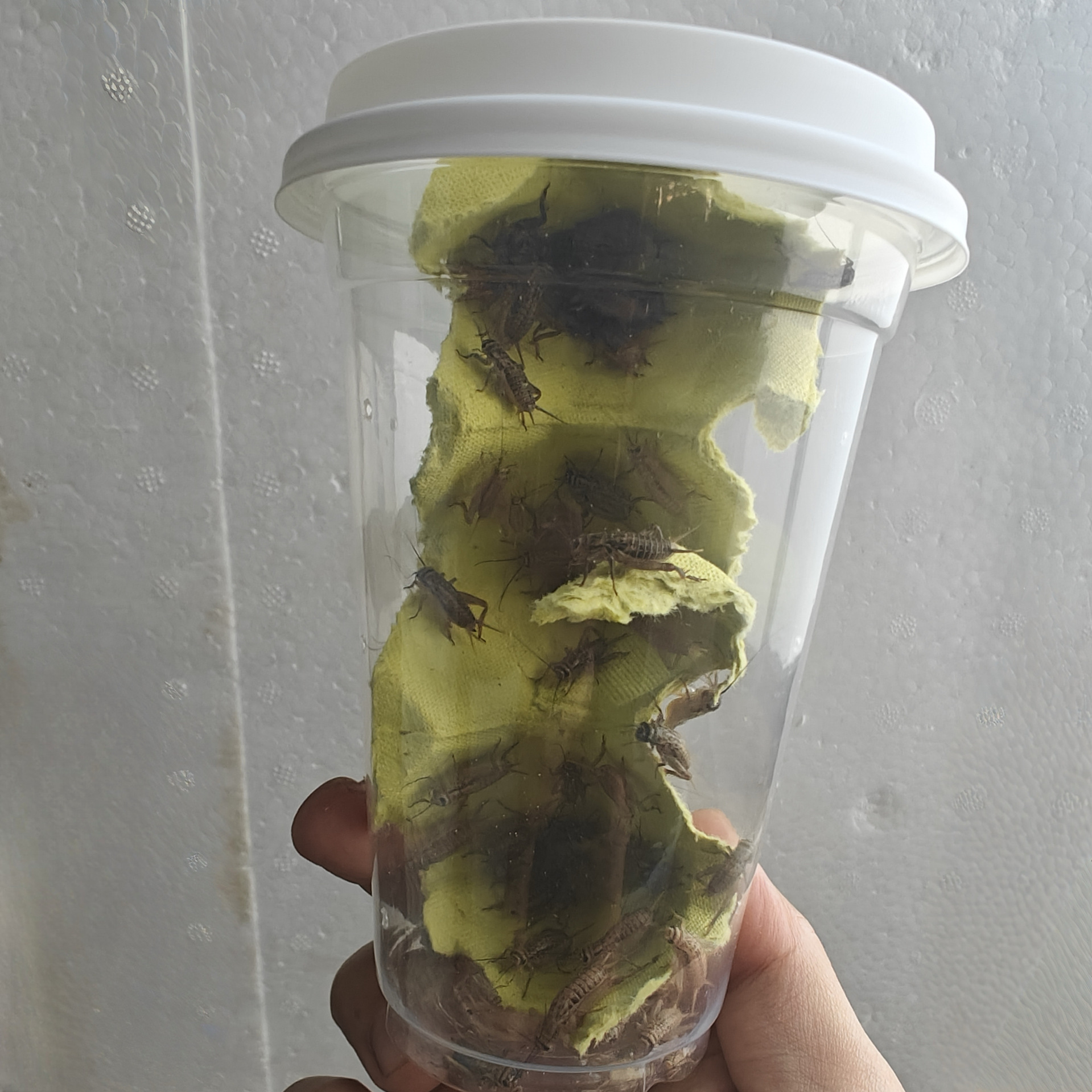 现货速发活体针头白蟋蟀油葫芦螳螂守宫鬃狮蜥蜴树蛙角蛙姥爷E18