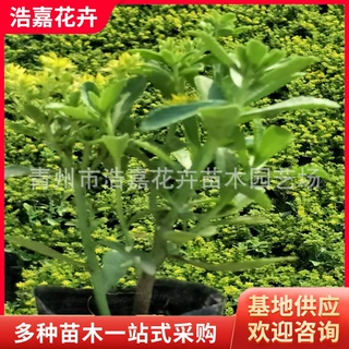 三七景天 红景天 宿根多年生草花  公园小区景观耐旱