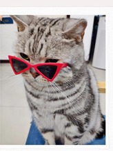 8.5厘米三角太陽鏡寵物眼鏡 貓眼鏡狗狗眼鏡新設計感潮拍寵物配飾