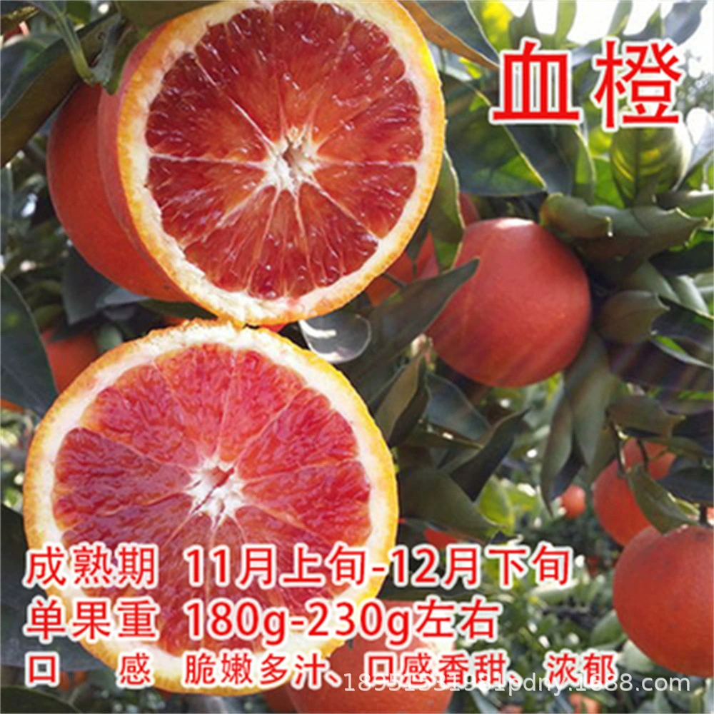 База оптом раннеспелые сеянцы цитрусовых Эхиме № 38 Саженцы Красной красоты саженцы цитрусовых желе саженцы апельсина