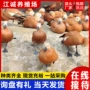 人工养殖常年景区赤麻鸭