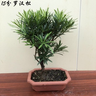 �_�h���辰���l�䘶���͘䘶���Ի����辰����15�ַ����_�h��