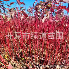 tľľlͺtľtСGhȷRľN