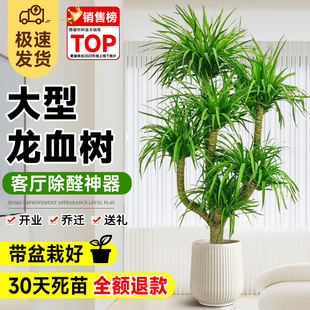 ��Ѫ��͏d���Զ��^��횘�Gֲ���F��͏d��լ�������ֲ��ǧ��ľ