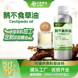 吉安中香鹅不食草油植物单方精油草本油供原料报送码鹅不食草精油