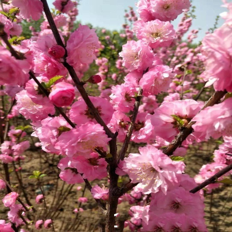 园林绿化庭院观花苗木榆叶梅60-2米高以上3-15个分枝干枝大量批发