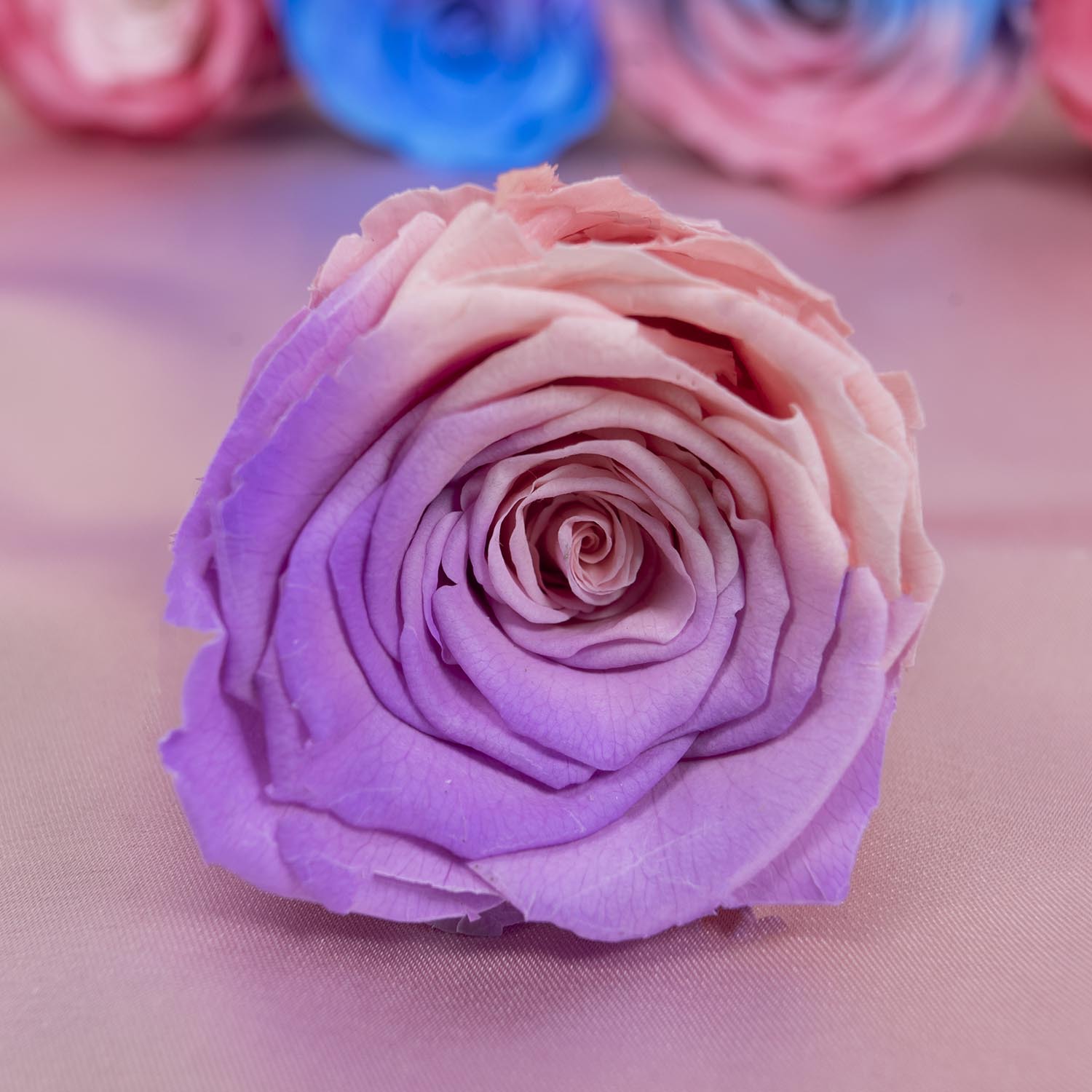 Yunnan Yongsheng flor fábrica al por mayor azul y blanco gradiente color conservado flores DIY flores eterna Rose cabeza grado A