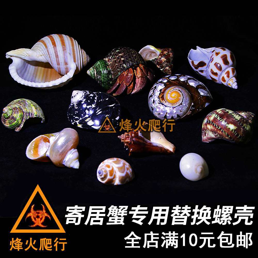 寄居蟹专用替换螺壳 天然海螺造景装饰 卷贝鱼备用壳鱼缸贝壳饰品
