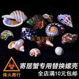 寄居蟹专用替换螺壳 天然海螺造景装饰 卷贝鱼备用壳鱼缸贝壳饰品
