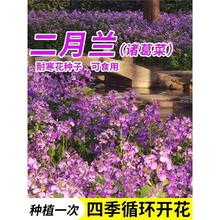 二月兰花种子四季种易活花籽多年生宿根诸葛菜种子秋播耐荫耐寒