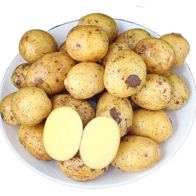 新鲜恩施小土豆现挖湖北新鲜黄心土豆当季蔬菜马铃薯洋芋一件代发